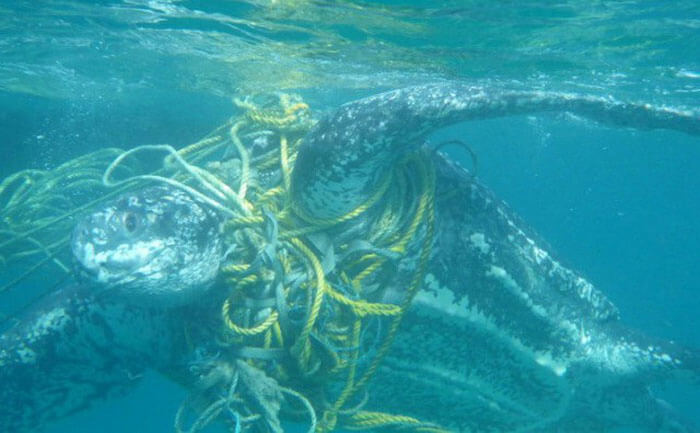 Rùa biển bị mắc vào lưới trên biển