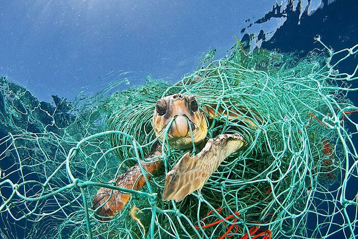 Hình ảnh rùa biển đang mắc kẹt vào lưới đánh cá